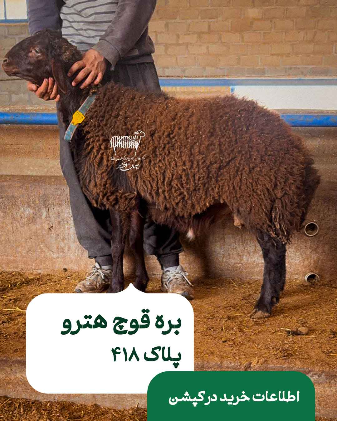 418 بره قوچ هترو - پلاک 418 - تصویر 1