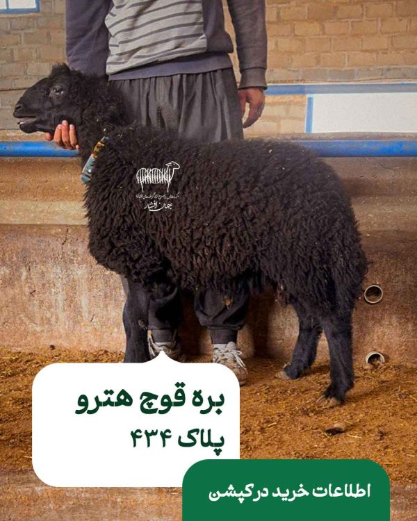 بره قوچ هترو – پلاک 434