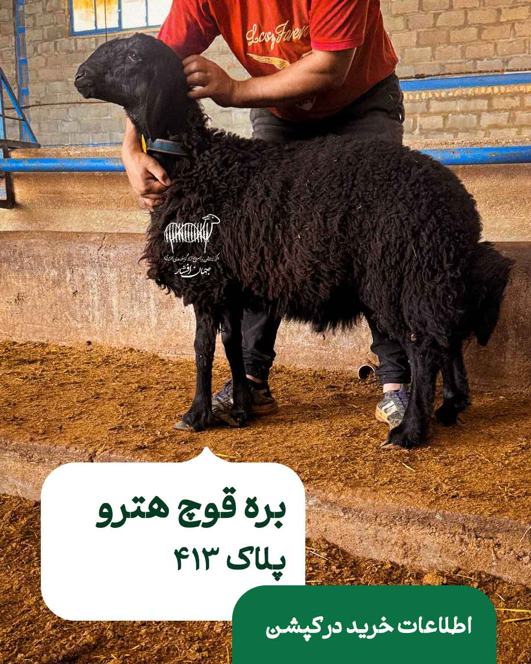 413 دام شماره 413 - تصویر 1