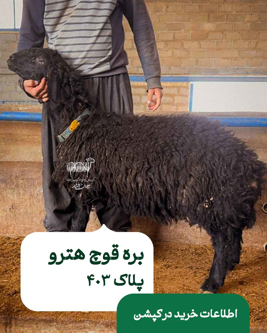 403 بره قوچ هترو – پلاک 403 - تصویر 1