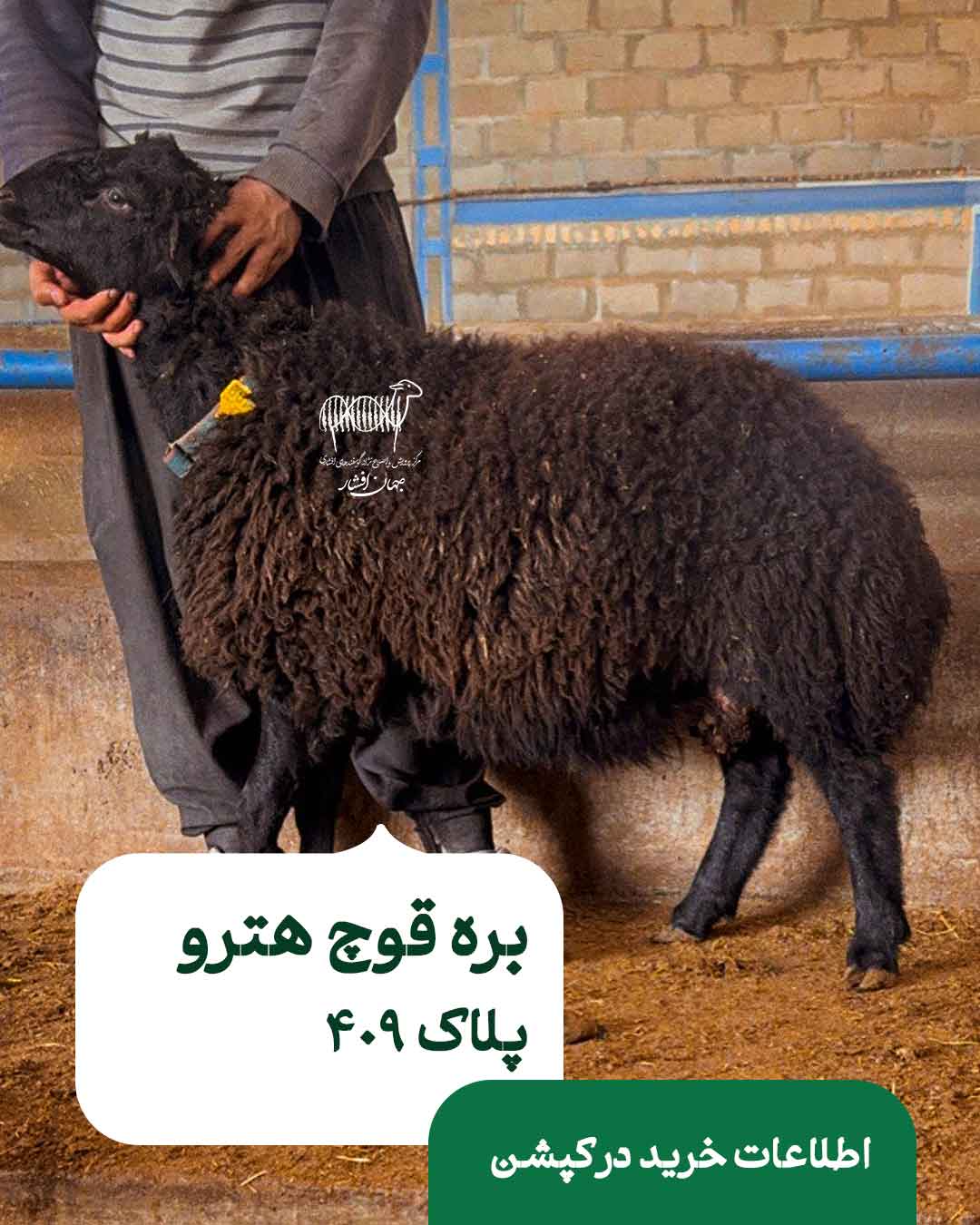 409 بره قوچ هترو - پلاک ۴۰۹ - تصویر 1